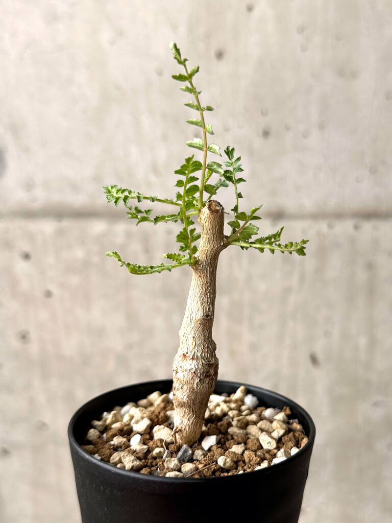 【現品限り】ボスウェリア・ネグレクタ 実生【U19】 Boswellia neglecta