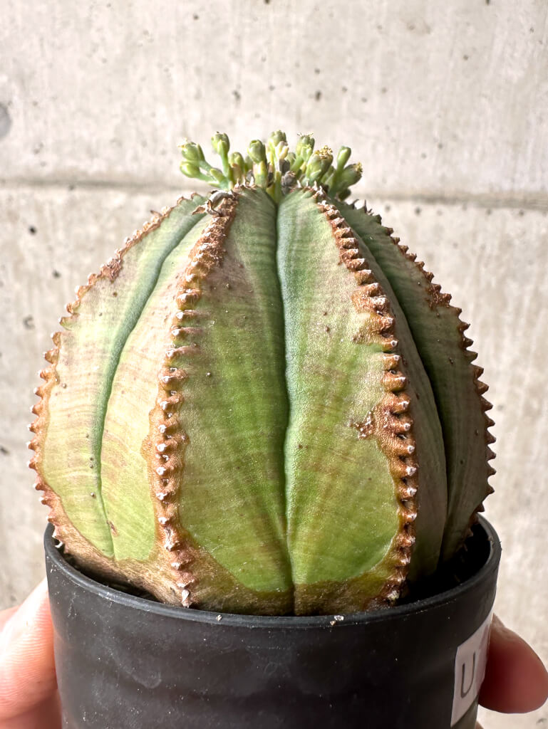 【現品限り】ユーフォルビア・オベサ【U1】 Euphorbia obesa