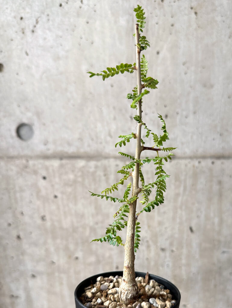 【現品限り】ボスウェリア・ネグレクタ 実生【U20】 Boswellia neglecta