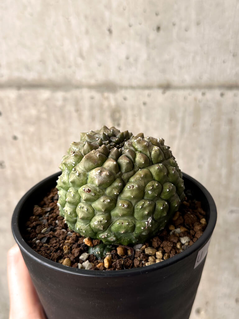 【現品限り】ユーフォルビア・ギムノカリキオイデス 台付き【U29】 Euphorbia gymnocalycioides