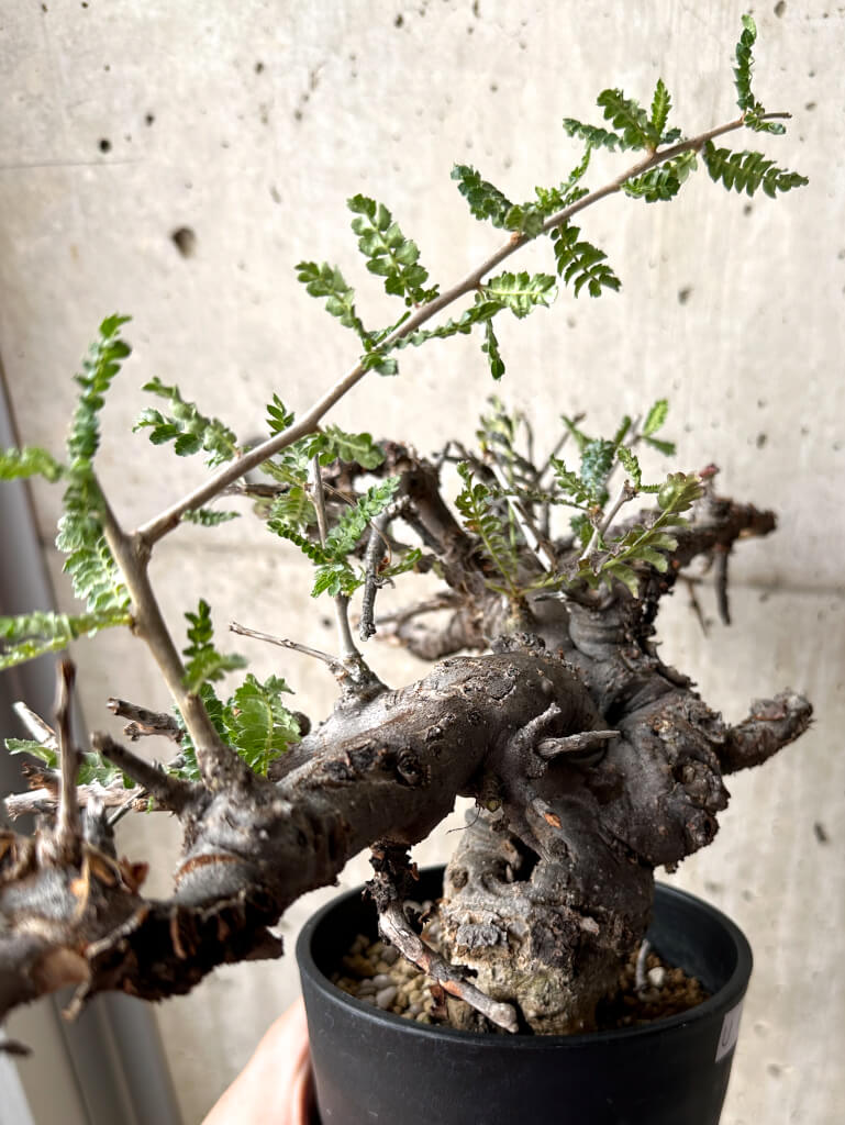【現品限り】ボスウェリア・ネグレクタ 現地株 発根済み 長期管理【U31】 Boswellia neglecta