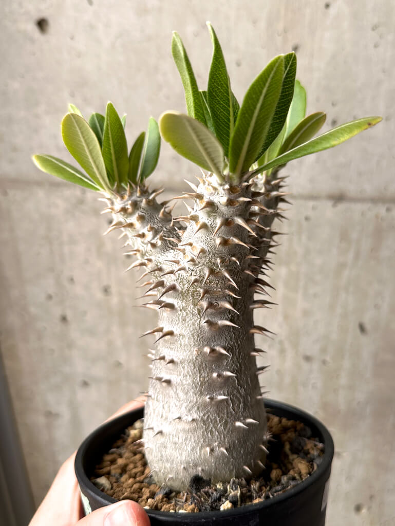 【現品限り】パキポディウム・ロスラーツム 実生 大株 硬作り【U33】 Pachypodium rosulatum