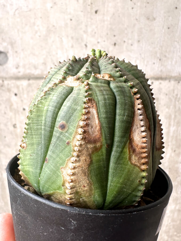 【現品限り】ユーフォルビア・オベサ【U3】 Euphorbia obesa