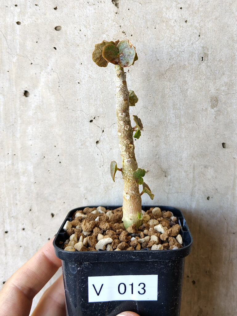 現品限り】ドルステニア・ジプソフィラ【V13】 Dorstenia gypsophila