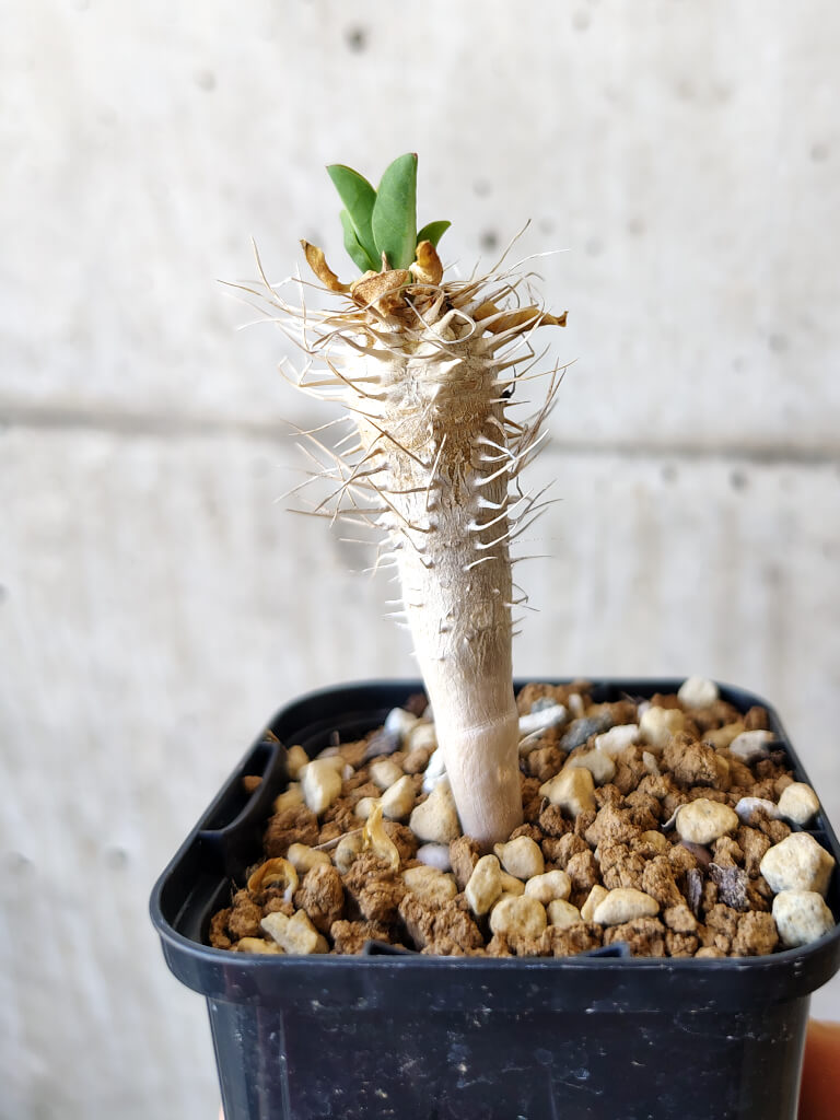 【現品限り】ユーフォルビア・ギラウミニアナ【V21】 Euphorbia guillauminiana