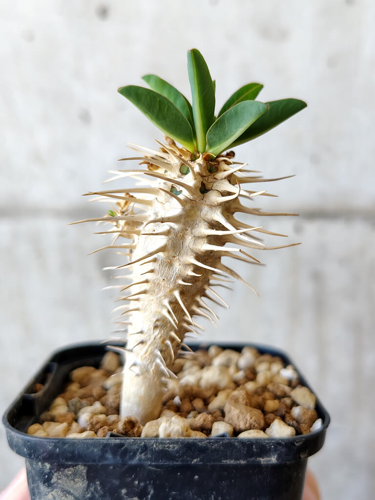 【現品限り】ユーフォルビア・ギラウミニアナ【V22】 Euphorbia guillauminiana
