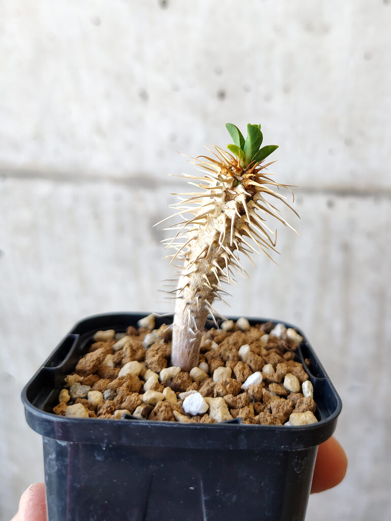 【現品限り】ユーフォルビア・ギラウミニアナ【V23】 Euphorbia guillauminiana