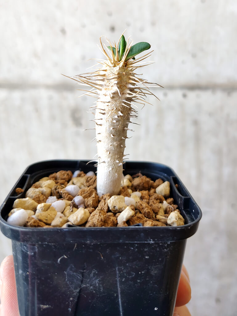 【現品限り】ユーフォルビア・ギラウミニアナ【V25】 Euphorbia guillauminiana