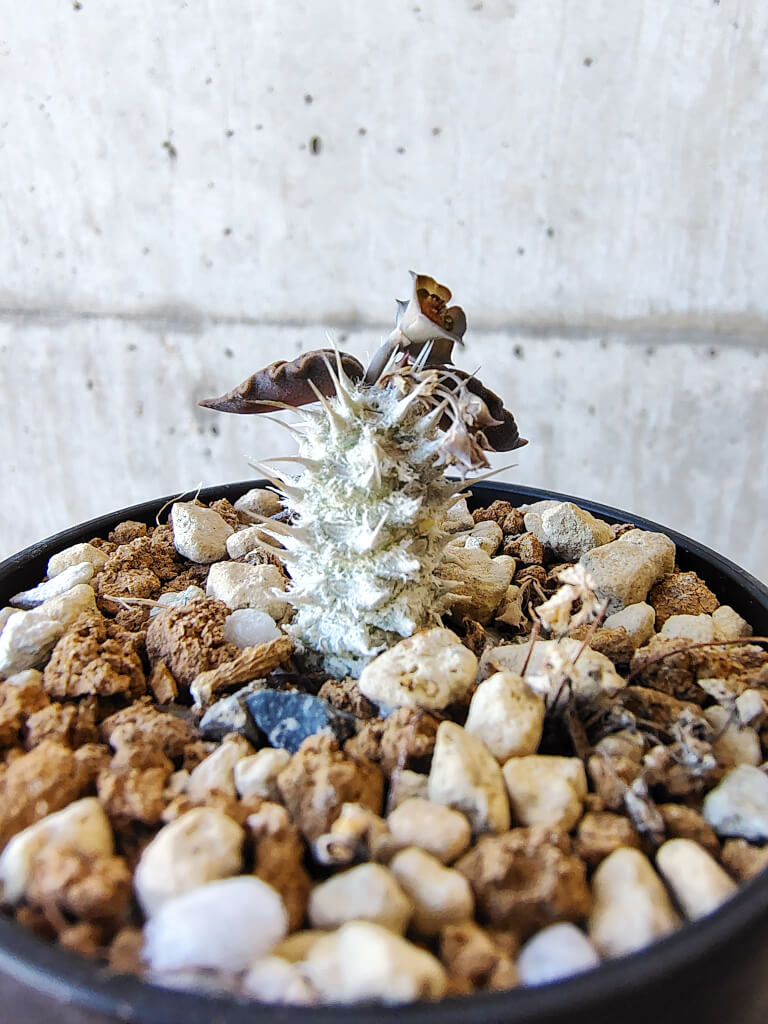 【現品限り】ユーフォルビア・トゥレアレンシス【V26】 Euphorbia tulearensis