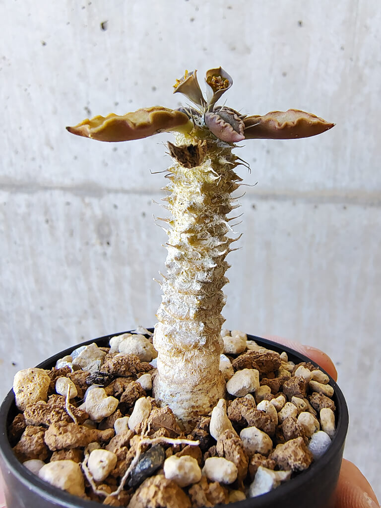 【現品限り】ユーフォルビア・トゥレアレンシス【V28】 Euphorbia tulearensis