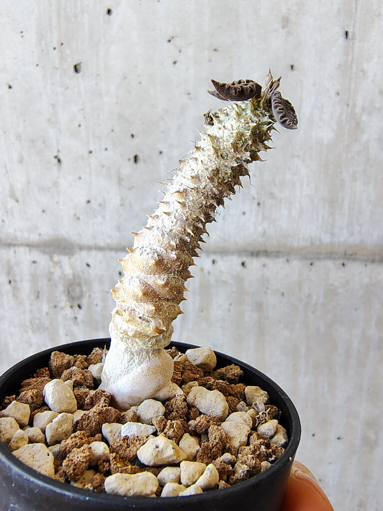 【現品限り】ユーフォルビア・トゥレアレンシス【V29】 Euphorbia tulearensis