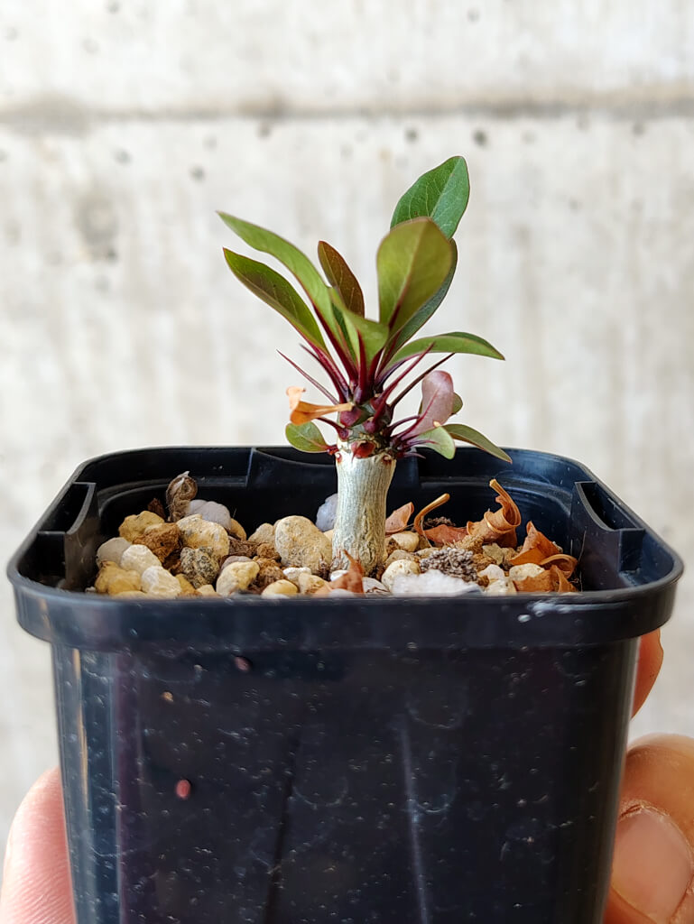 【現品限り】フォークイエリア・ファシクラータ【V2】 Fouquieria fasciculata