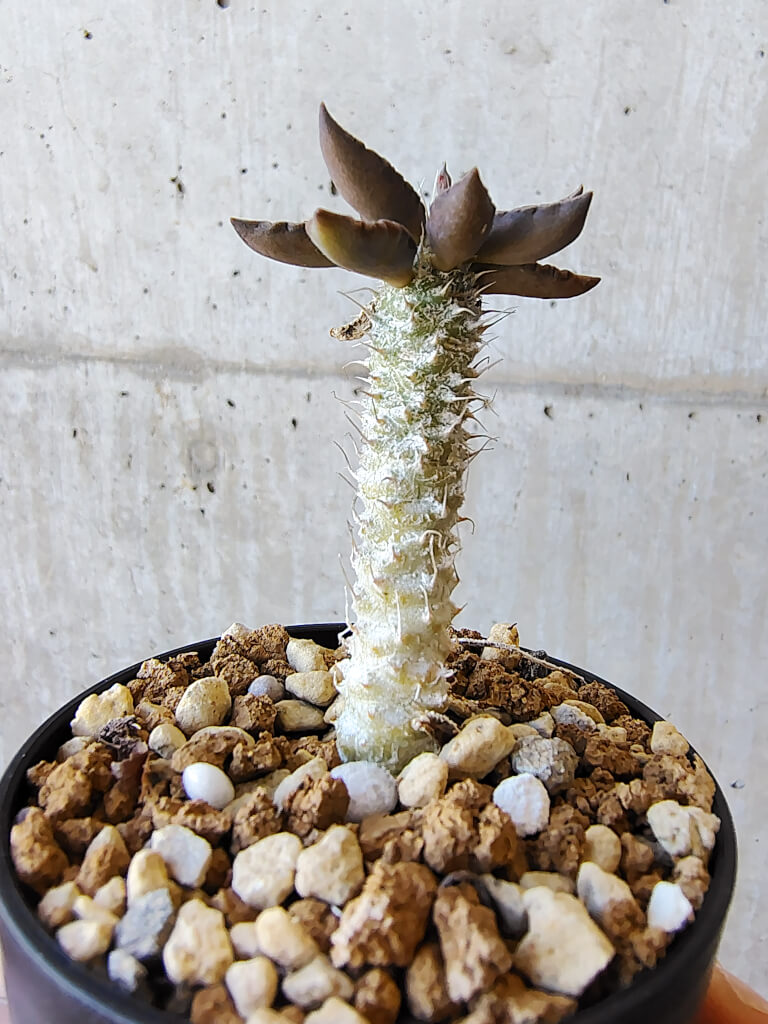 【現品限り】ユーフォルビア・トゥレアレンシス【V30】 Euphorbia tulearensis