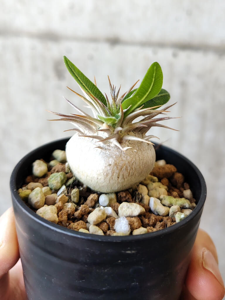 【現品限り】パキポディウム・エニグマチカム【V31】 Pachypodium enigmaticum