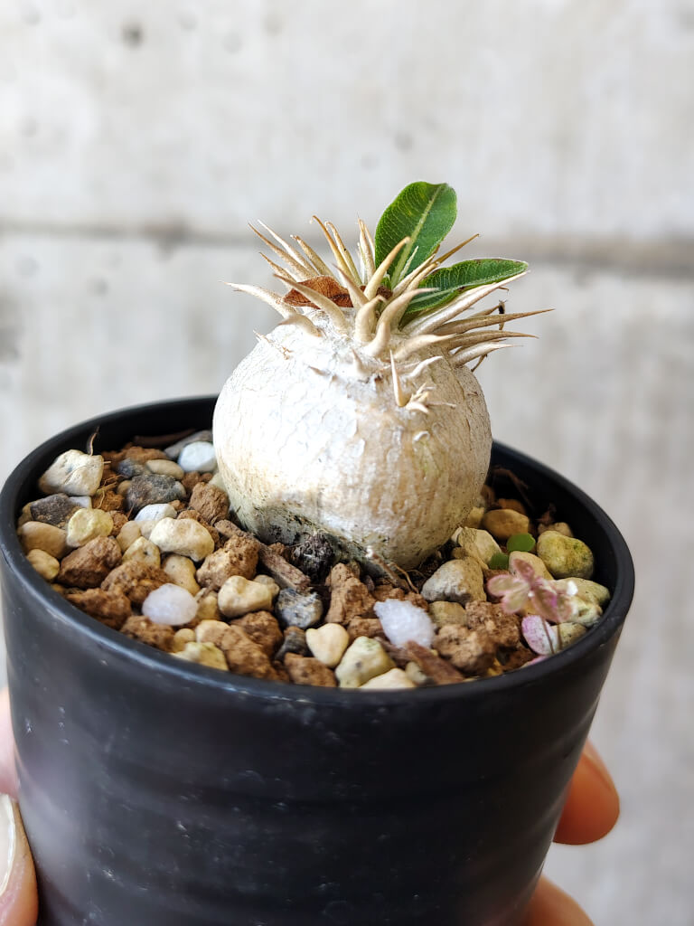 【現品限り】パキポディウム・エニグマチカム【V34】 Pachypodium enigmaticum