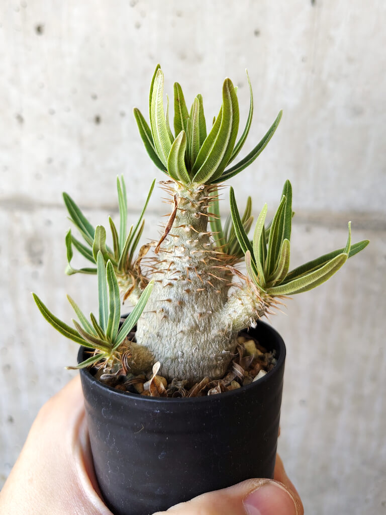【現品限り】パキポディウム・グラキリス 実生【V36】 Pachypodium gracilius