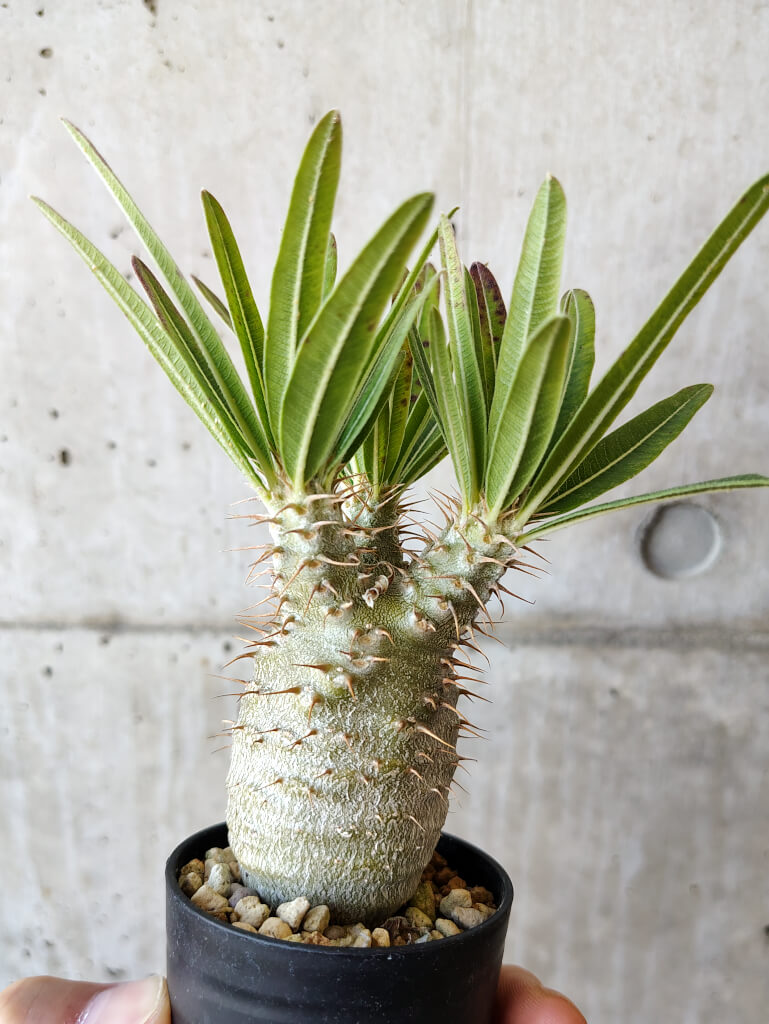 【現品限り】パキポディウム・グラキリス 実生【V37】 Pachypodium gracilius