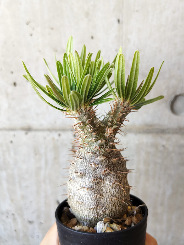 【現品限り】パキポディウム・グラキリス 実生【V38】 Pachypodium gracilius
