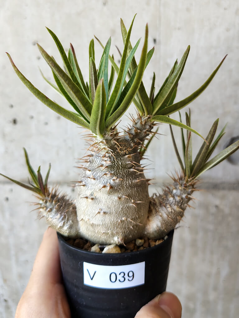 現品限り】パキポディウム・グラキリス 実生【V39】 Pachypodium