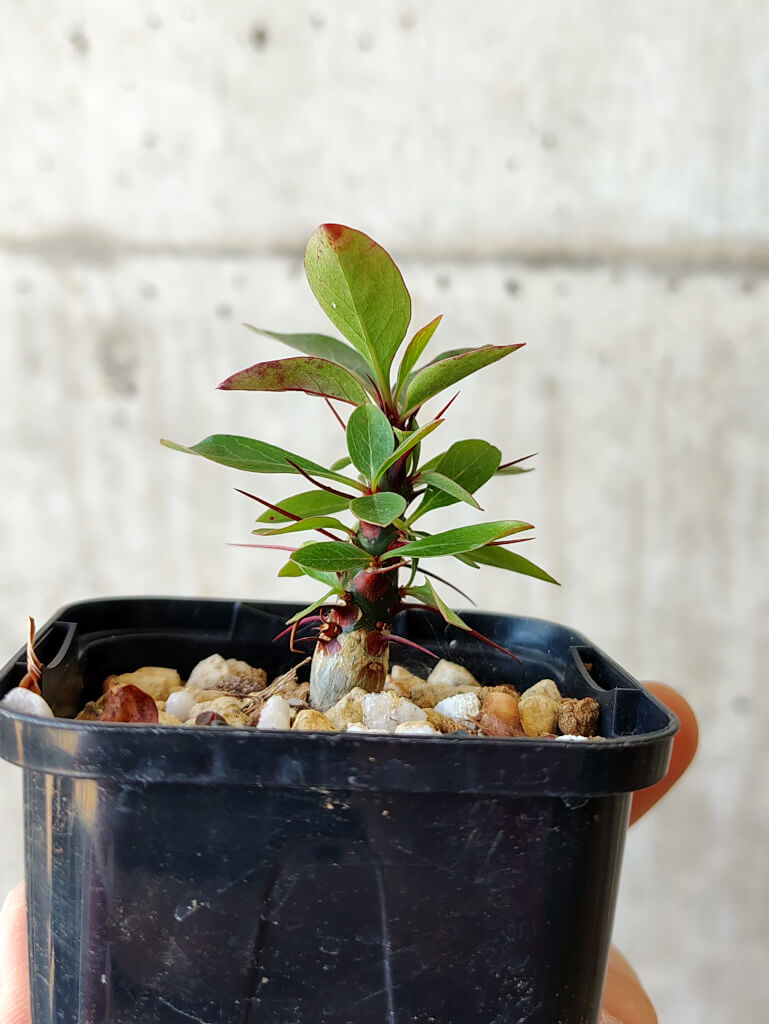 【現品限り】フォークイエリア・ファシクラータ【V3】 Fouquieria fasciculata
