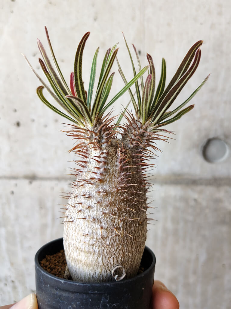 【現品限り】パキポディウム・グラキリス 実生【V40】 Pachypodium gracilius