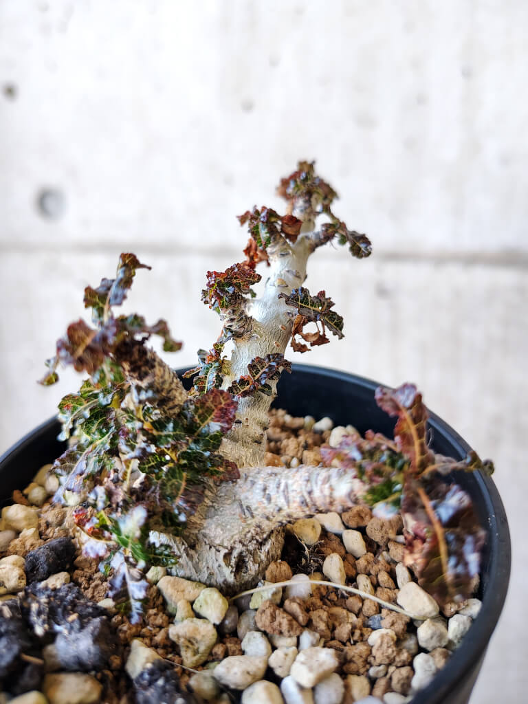 【現品限り】ボスウェリア・ナナ 大株【V43】 Boswellia nana