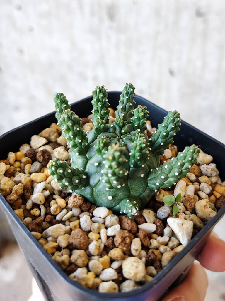 【現品限り】ユーフォルビア・ガムケンシス【V47】 Euphorbia gamkensis