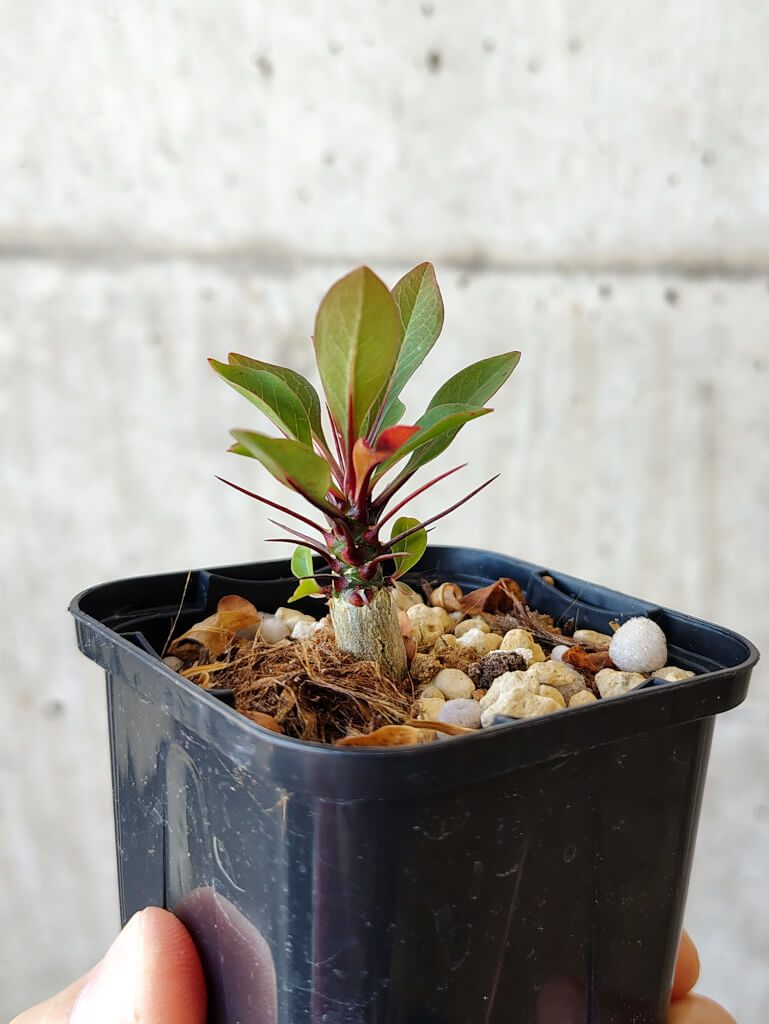 【現品限り】フォークイエリア・ファシクラータ【V4】 Fouquieria fasciculata