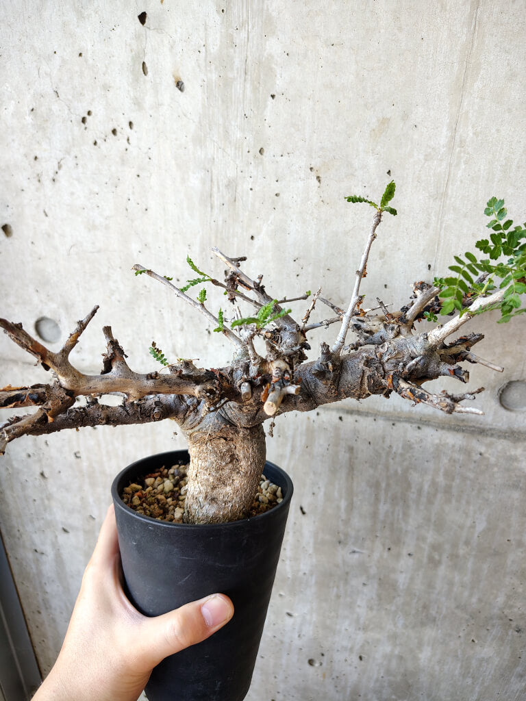 【現品限り】ボスウェリア・ネグレクタ 現地株 発根済み 長期管理【V51】 Boswellia neglecta