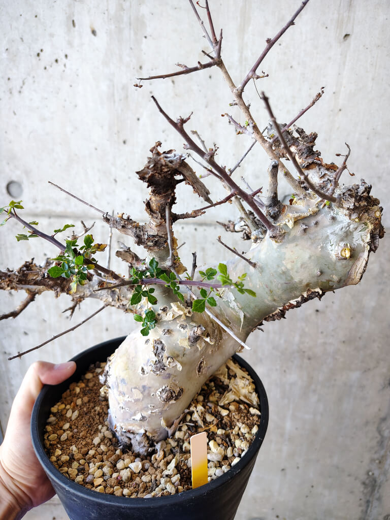 【現品限り】コミフォラ・カタフ ターカネンシス 発根済み 2年以上管理【V52】 Commiphora kataf turkanensis