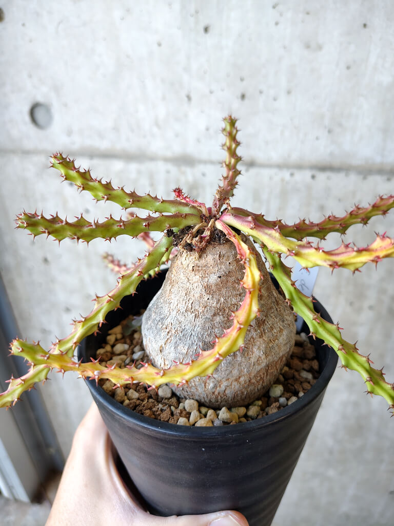 【現品限り】ユーフォルビア・デシドゥア 現地株 発根済み 長期管理【V53】 Euphorbia decidua