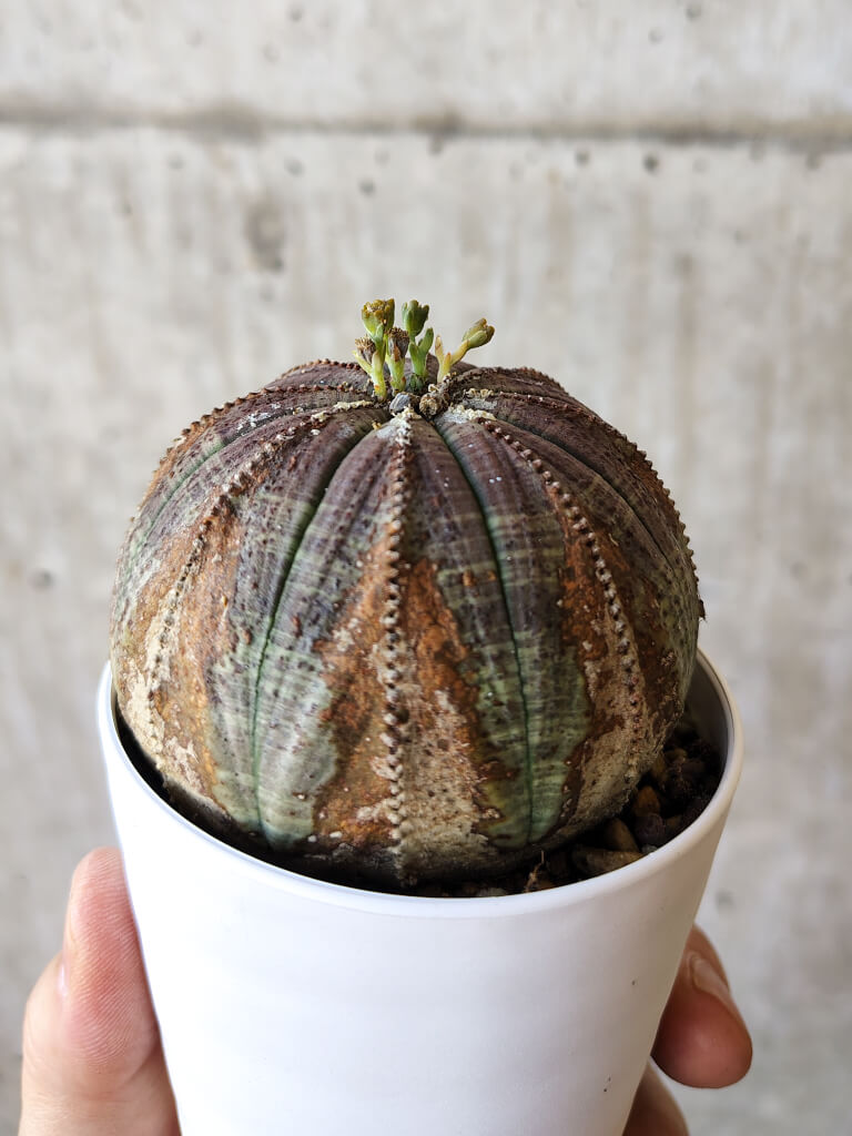 【現品限り】ユーフォルビア・オベサ【V54】 Euphorbia obesa