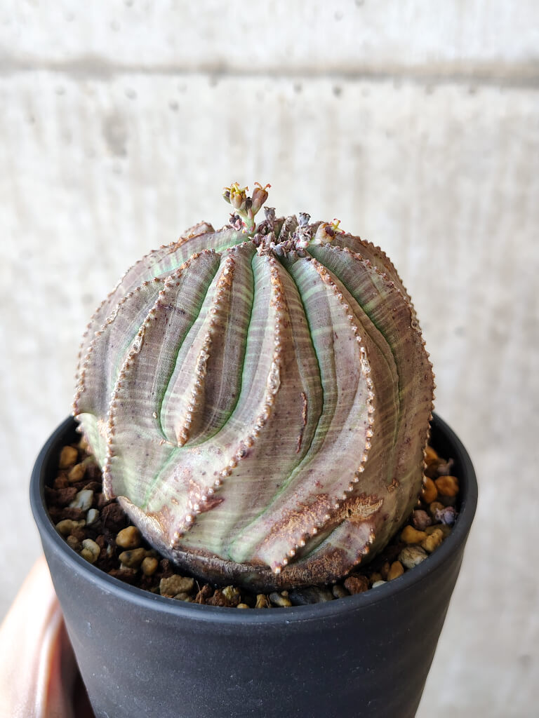 【現品限り】ユーフォルビア・オベサ【V55】 Euphorbia obesa