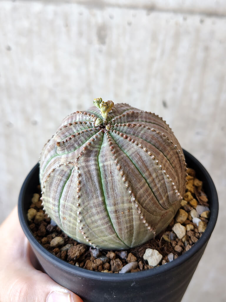 【現品限り】ユーフォルビア・オベサ【V56】 Euphorbia obesa