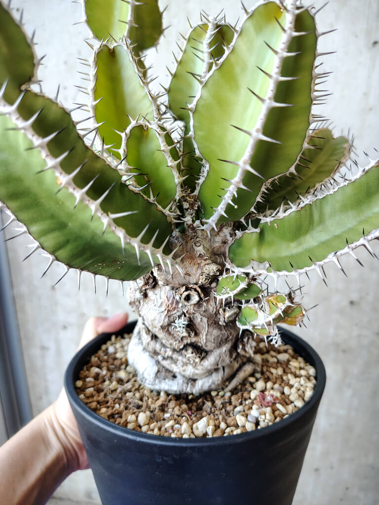 【現品限り】ユーフォルビア・ムランジーナ 現地株 発根済み 長期管理【V57】 Euphorbia mlanjeana