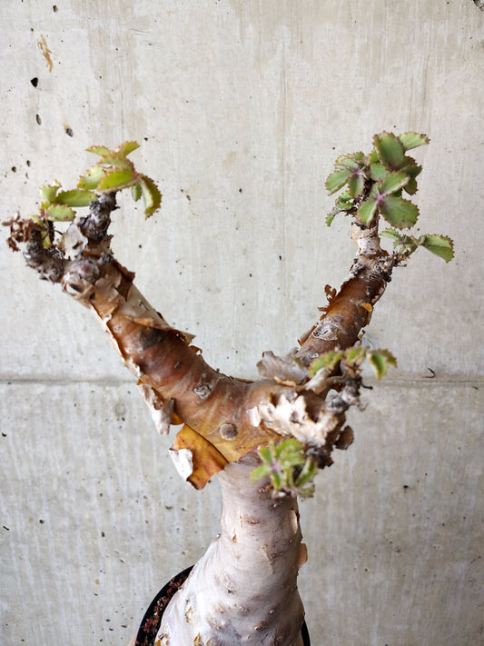 【現品限り】キフォステンマ・ベティフォルメ 現地株 発根済み 長期管理【V59】 Cyphostemma betiforme