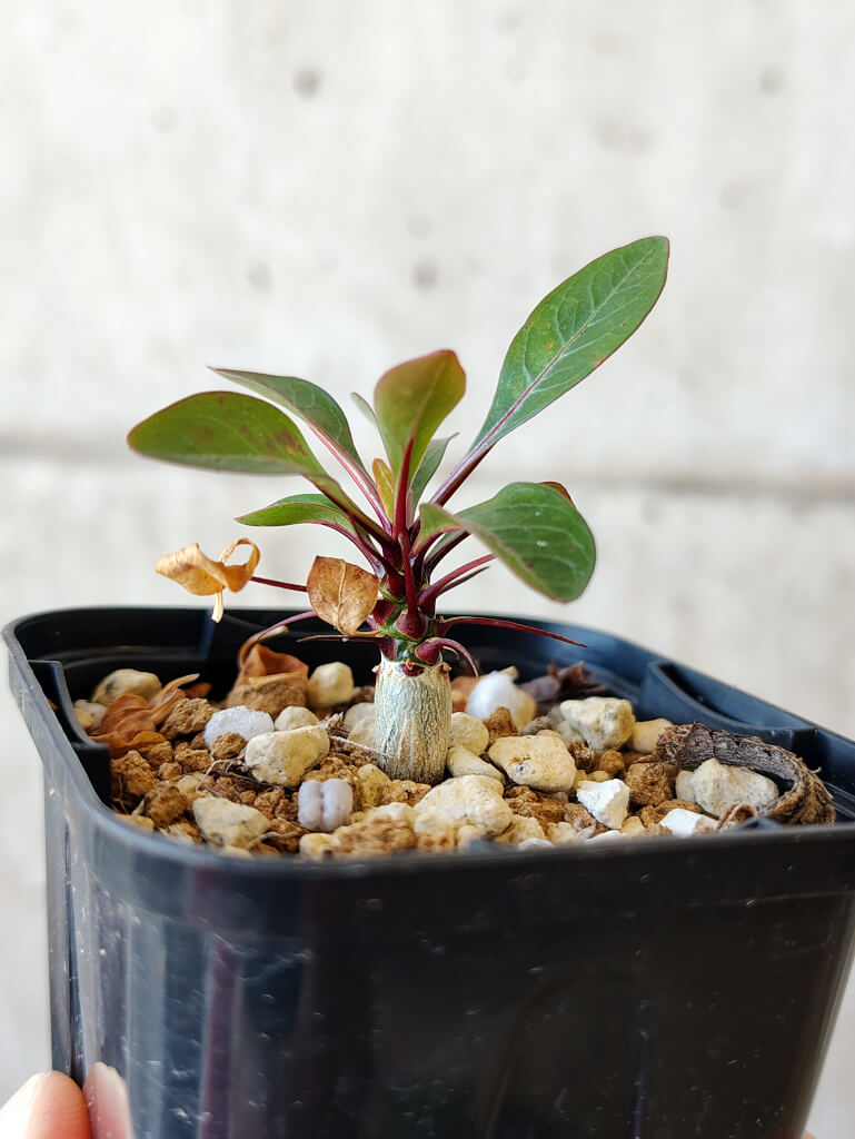 【現品限り】フォークイエリア・ファシクラータ【V5】 Fouquieria fasciculata