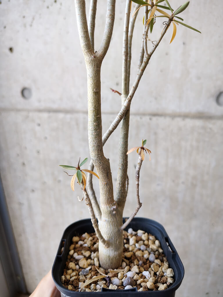 【現品限り】ユーフォルビア・バルサミフェラ【V61】 Euphorbia balsamifera