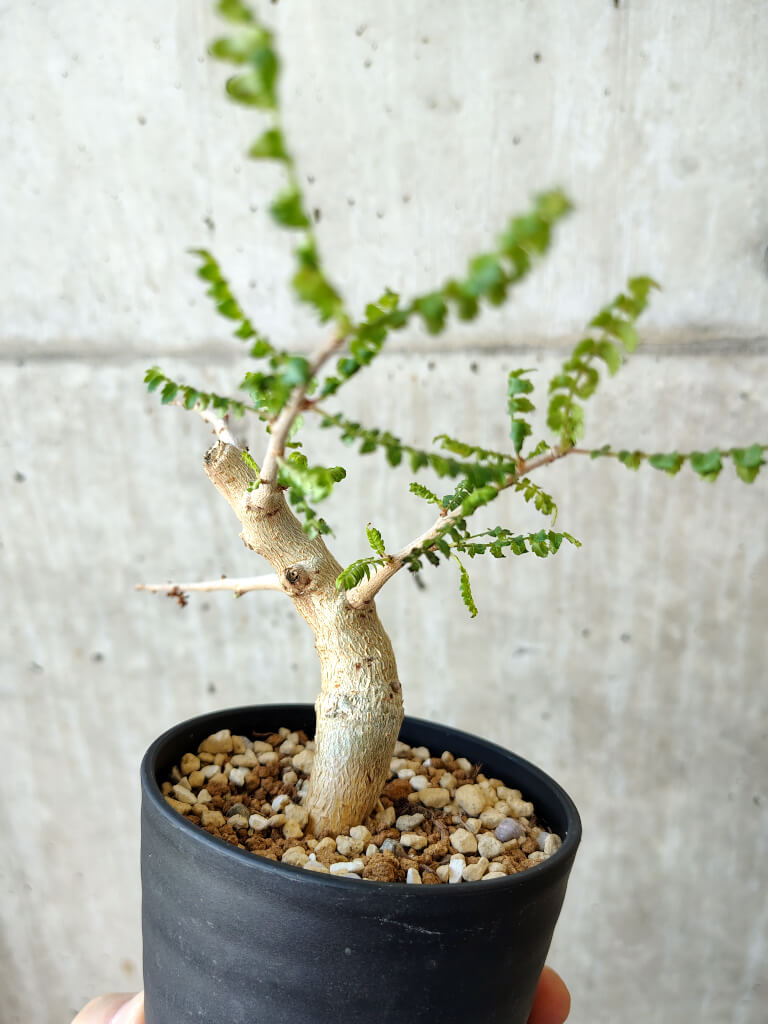 【現品限り】ボスウェリア・ネグレクタ 実生【V62】 Boswellia neglecta