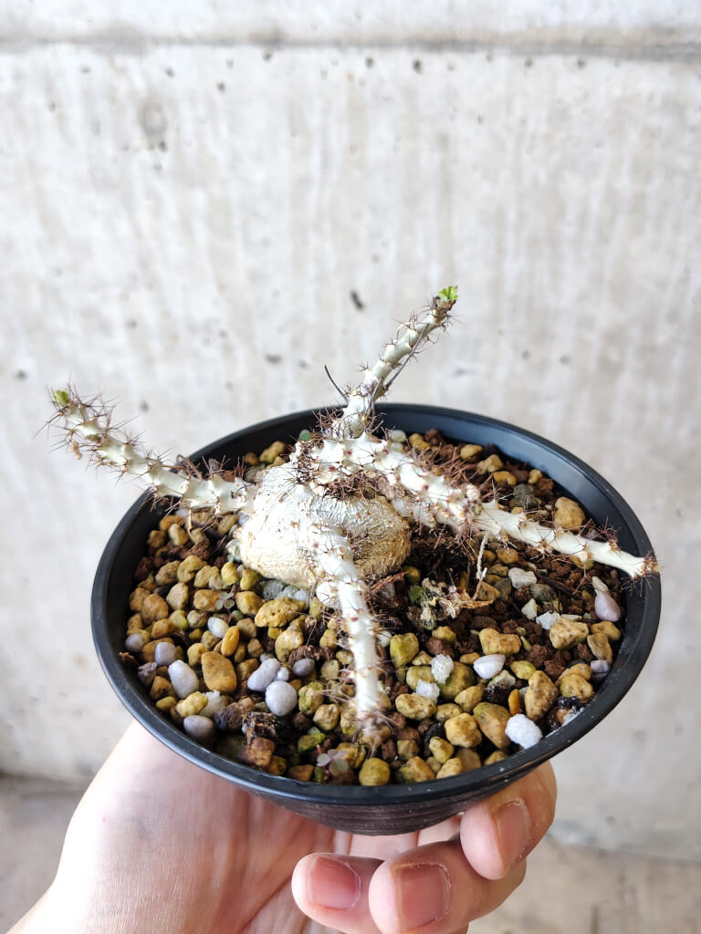 【現品限り】ヤトロファ・マルギナータ【V68】 Jatropha marginata