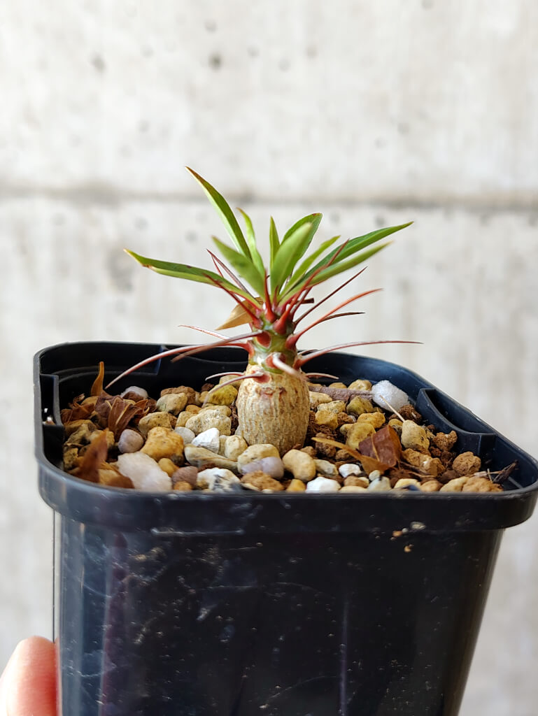 【現品限り】フォークイエリア・プルプシー【V8】 Fouquieria purpusii