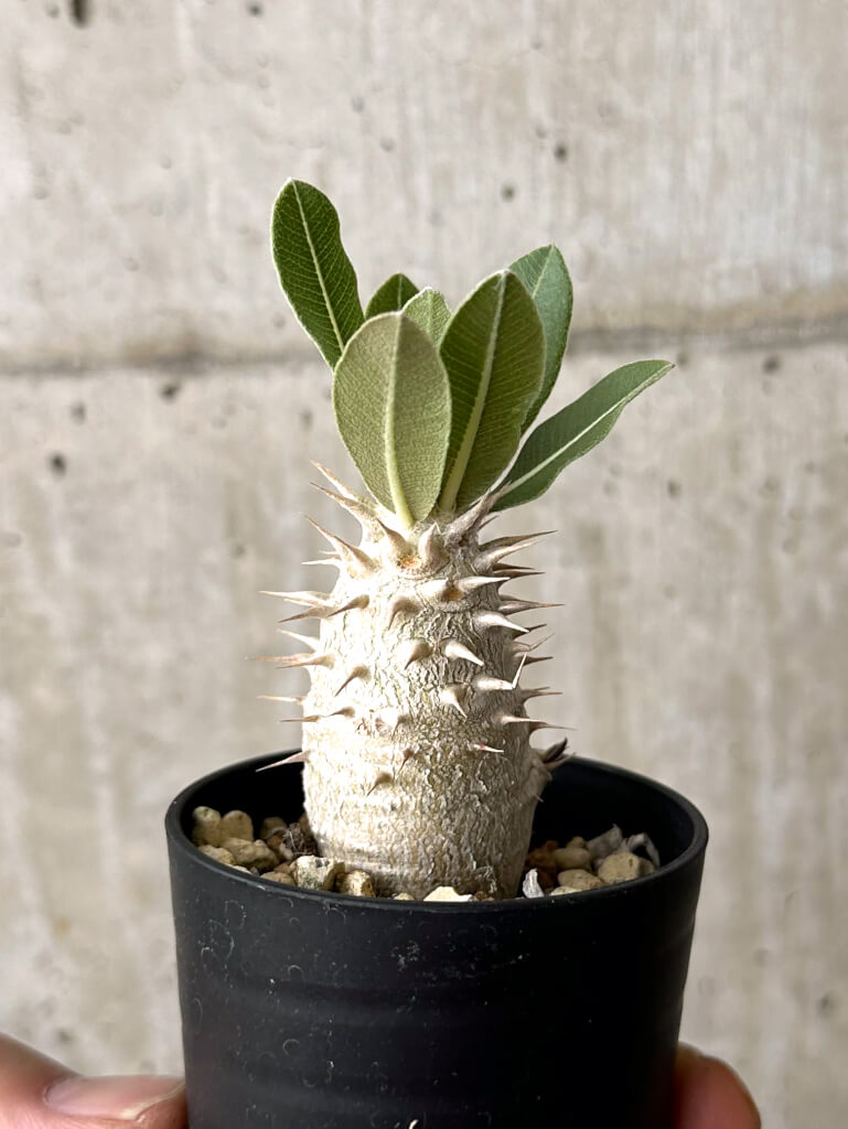 【現品限り】パキポディウム・デンシフローラム【W10】 Pachypodium densiflorum