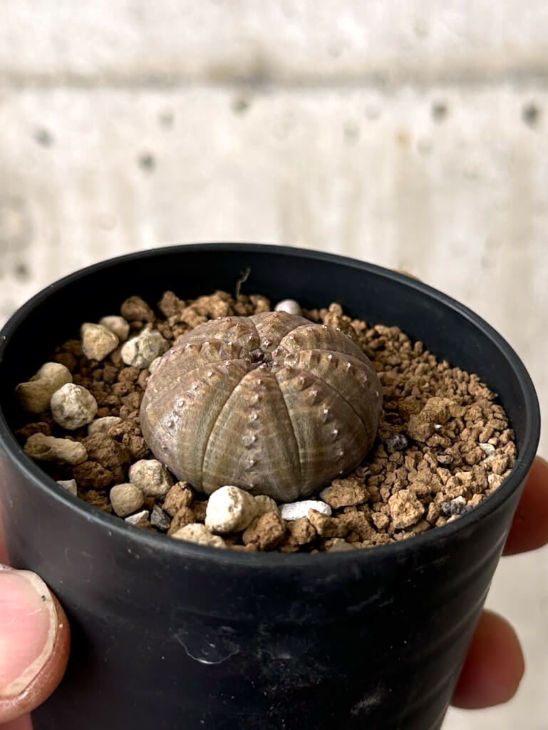 【現品限り】ユーフォルビア・オベサ【W16】 Euphorbia obesa