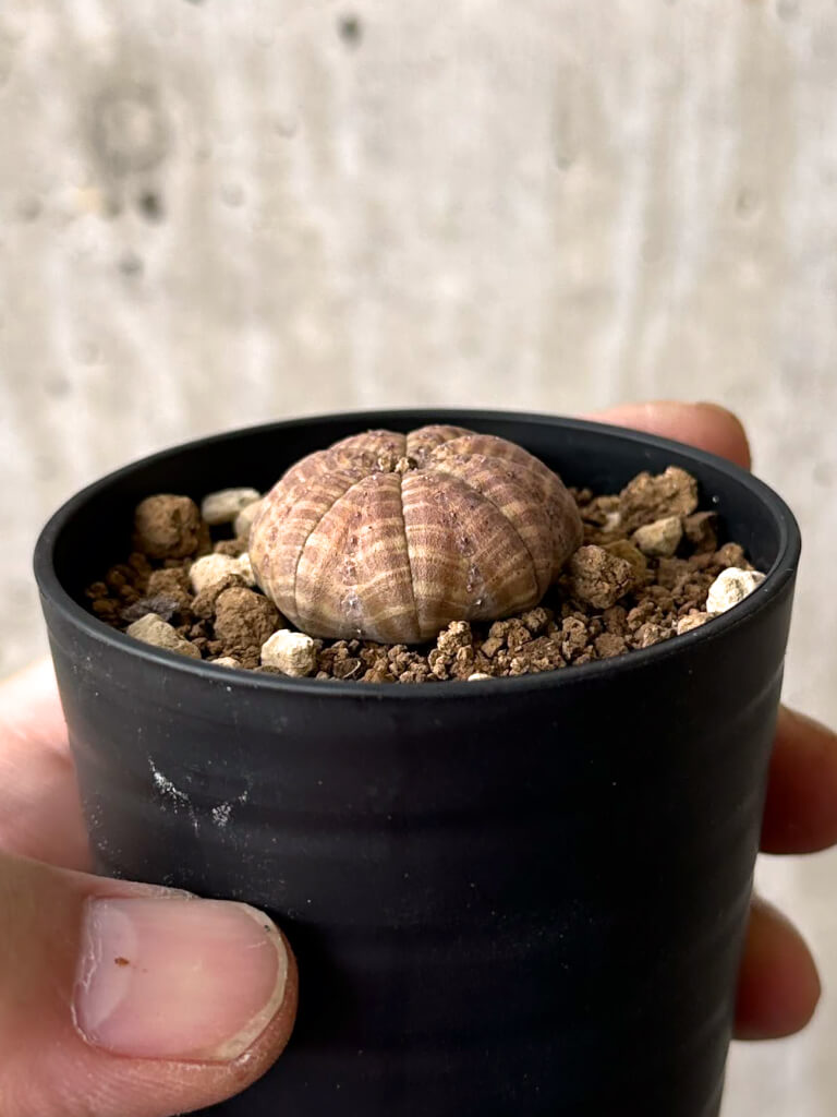 【現品限り】ユーフォルビア・オベサ【W17】 Euphorbia obesa