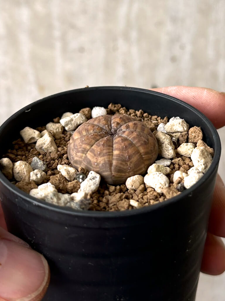 【現品限り】ユーフォルビア・オベサ【W18】 Euphorbia obesa