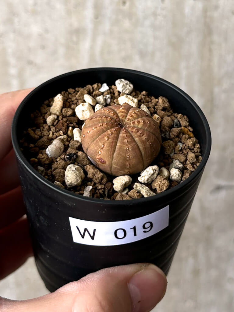 現品限り】ユーフォルビア・オベサ【W19】 Euphorbia obesa 塊根植物