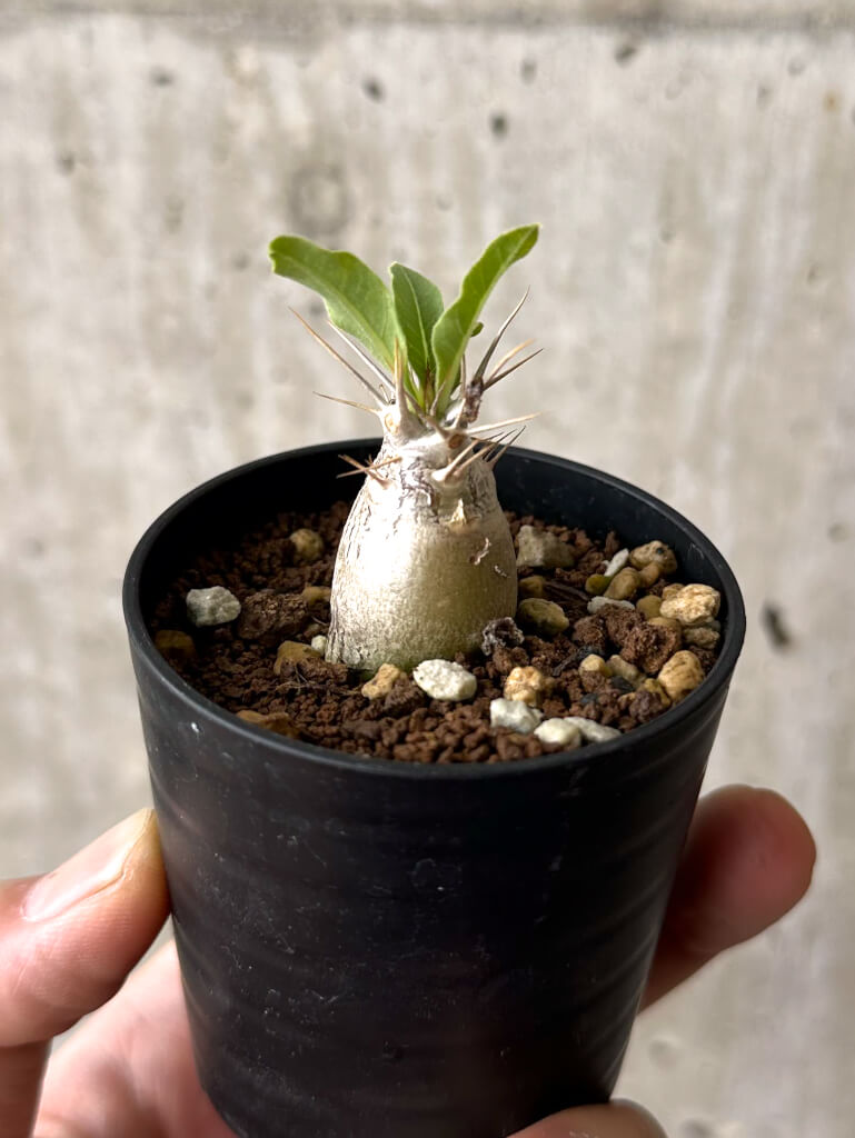【現品限り】パキポディウム・レアリー【W1】 Pachypodium lealii