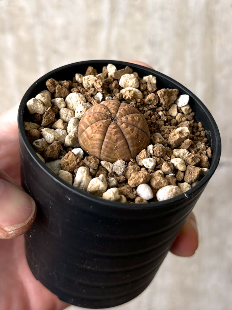 【現品限り】ユーフォルビア・オベサ【W20】 Euphorbia obesa