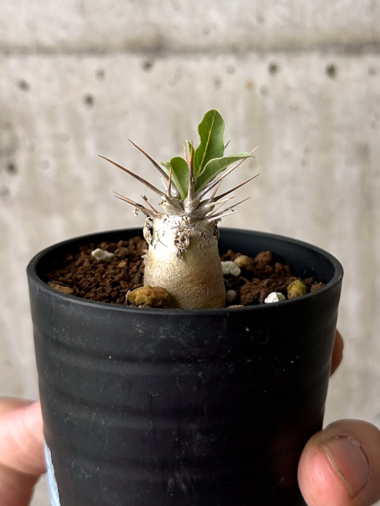【現品限り】パキポディウム・レアリー【W2】 Pachypodium lealii