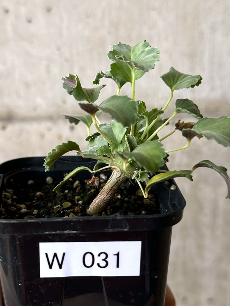 現品限り】モンソニア・クラシカウレ【W31】 Monsonia crassicaule